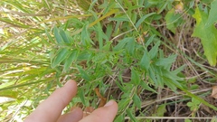 Lithospermum caroliniense croceum