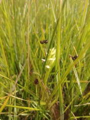Spiranthes diluvialis
