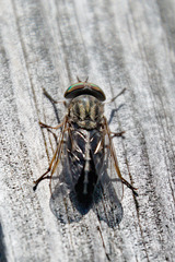 Hybomitra frontalis