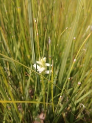 Spiranthes diluvialis
