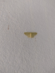 Nemoria lixaria