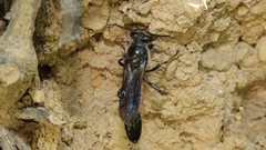 Trypoxylon lactitarse