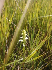 Spiranthes diluvialis