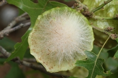 Amphibolips quercusspongifica