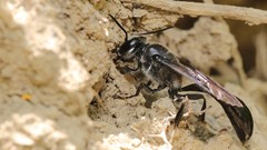 Trypoxylon lactitarse