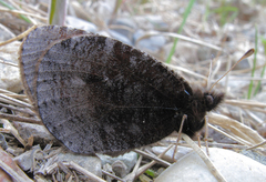 Erebia discoidalis