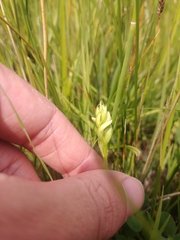 Spiranthes diluvialis