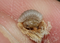 Amphibolips quercusspongifica