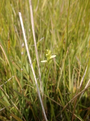 Spiranthes diluvialis