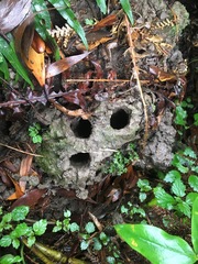 Engaeus hemicirratulus