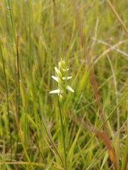 Spiranthes diluvialis