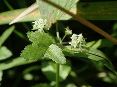 Apium nodiflorum