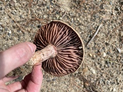 Laccaria trullisata