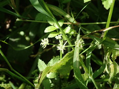 Apium nodiflorum