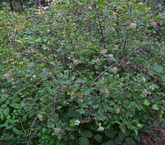 Physocarpus monogynus