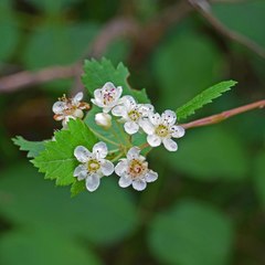 Physocarpus monogynus