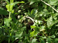 Apium nodiflorum