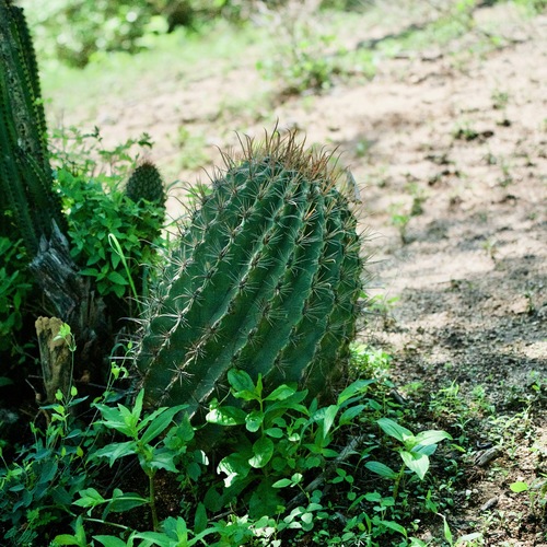 Ferocactus townsendianus