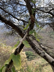 Prestonia