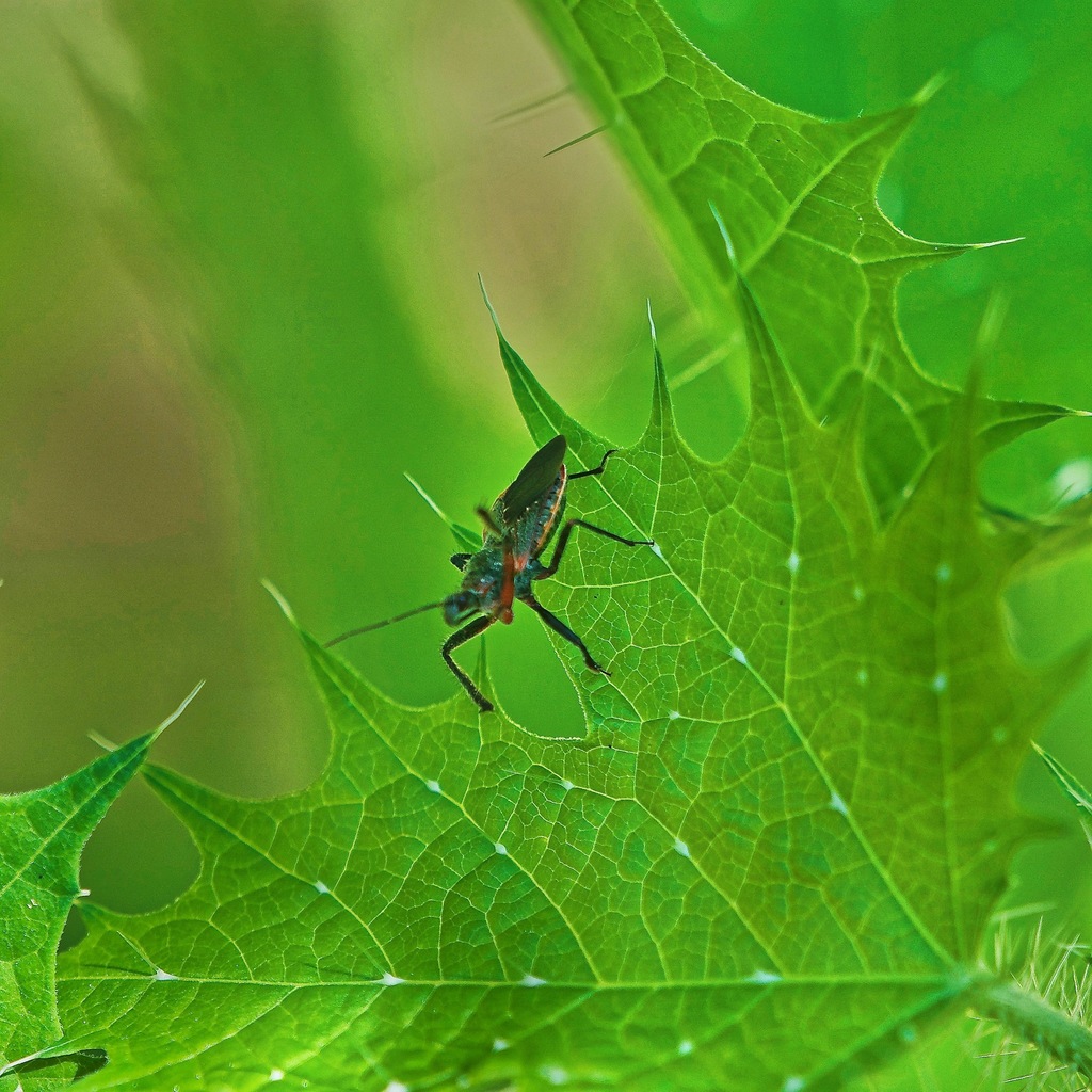 Apiomerus peninsularis