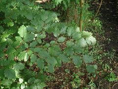 Fagus sylvatica
