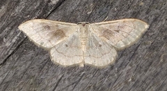 Idaea rubraria