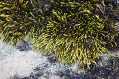 Breutelia substricta