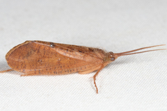 Ptilostomis ocellifera