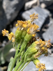 Senecio atratus
