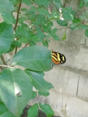 Mechanitis lysimnia nesaea