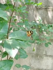 Mechanitis lysimnia nesaea