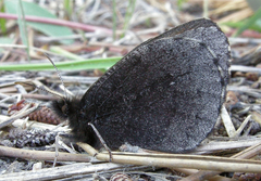 Erebia mancinus