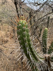 Borzicactus