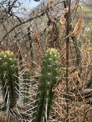 Borzicactus