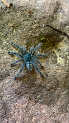 Caribena versicolor