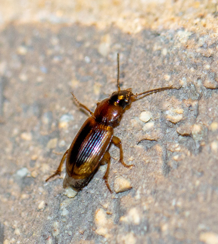 LeConte's Seedcorn Beetle photo 4