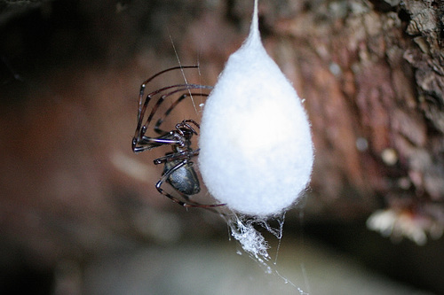 Eastern Cave Long-jawed Spider