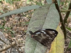 Pieriballia