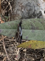 Pieriballia