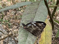 Pieriballia