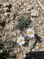 Erigeron eatonii