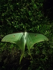 Actias selene