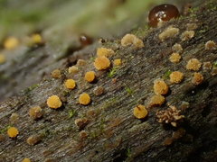 Bactridium ellisii