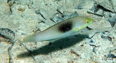 Halichoeres chloropterus