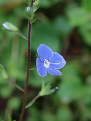 Veronica chamaedrys