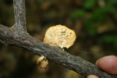 Neofavolus americanus