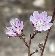 Stephanomeria elata