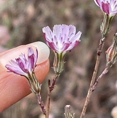 Stephanomeria elata