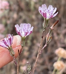 Stephanomeria elata
