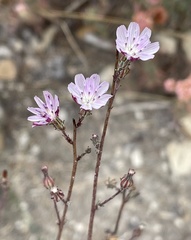 Stephanomeria elata